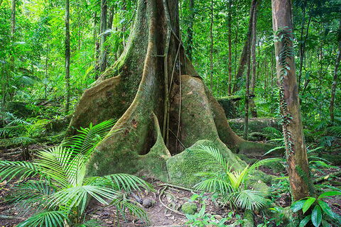 Mossman Gorge Adventure Day - Accommodation Gold Coast 4