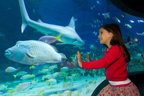 SEA LIFE Melbourne Aquarium Admission Ticket - Accommodation Gold Coast 1