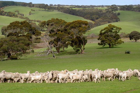 Kangaroo Island Luxury Small Group 'Island Life' Full Day Tour - Accommodation Gold Coast 1