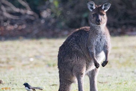 Kangaroo Island Luxury Small Group 'Island Life' Full Day Tour - Accommodation Gold Coast 2