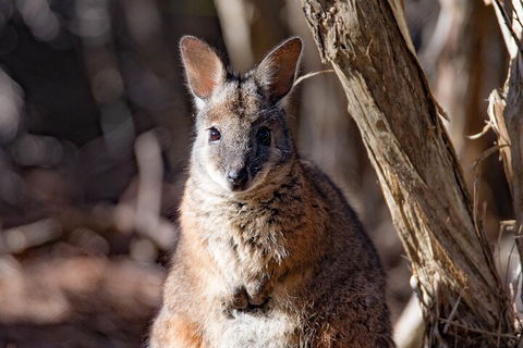 Kangaroo Island Luxury Small Group 'Island Life' Full Day Tour - Accommodation Gold Coast 3