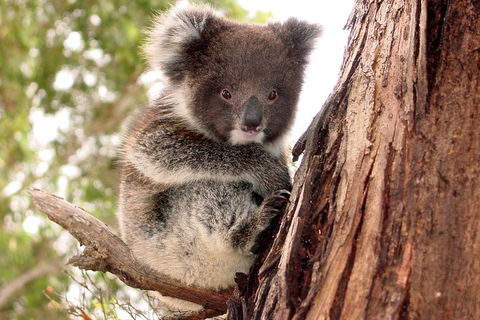 Kangaroo Island Luxury Small Group 'Island Life' Full Day Tour - Accommodation Gold Coast 4