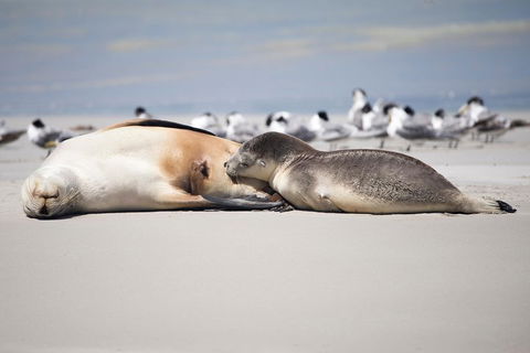 Kangaroo Island Luxury Small Group 'Island Life' Full Day Tour - Accommodation Gold Coast 5