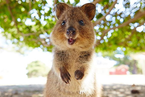 Discover Rottnest With Ferry & Bus Tour From Perth Or Fremantle - Accommodation Gold Coast 0