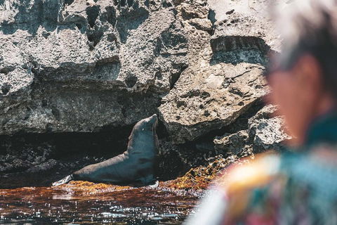 Adventure Rottnest Tour With Ferry & Adventure Cruise From Perth Or Fremantle - Accommodation Gold Coast 1