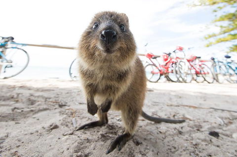 Rottnest Island Round-Trip Ferry From Perth Or Fremantle - Accommodation Gold Coast 3