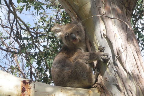 Small-Group Great Ocean Road Classic Day Tour From Melbourne - Accommodation Gold Coast 1