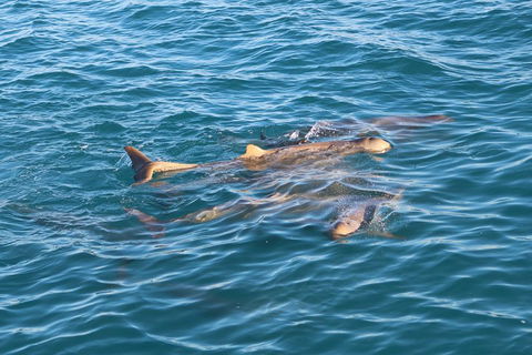 Roebuck Bay Snubfin Dolphin Cruise - Accommodation Gold Coast 0