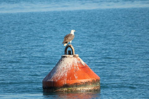 Roebuck Bay Snubfin Dolphin Cruise - Accommodation Gold Coast 1