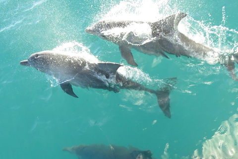 Roebuck Bay Snubfin Dolphin Cruise - Accommodation Gold Coast 2