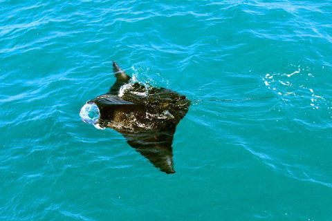 Roebuck Bay Snubfin Dolphin Cruise - Accommodation Gold Coast 5