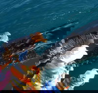 AOC Whale Watching from Broome - Accommodation Gold Coast