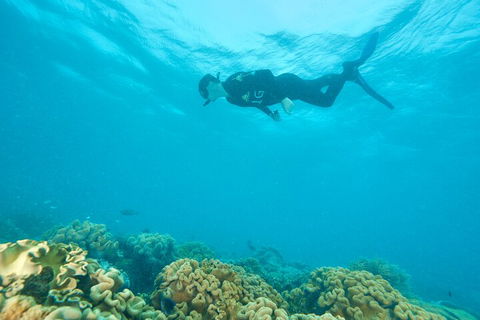 Ocean Freedom Great Barrier Reef Personal Luxury Snorkel & Dive Cruise, Cairns - Accommodation Gold Coast 5