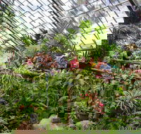Australian Butterfly Sanctuary - Accommodation Gold Coast