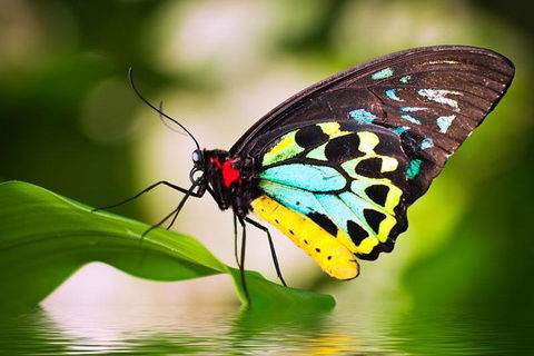 Australian Butterfly Sanctuary - Accommodation Gold Coast 4