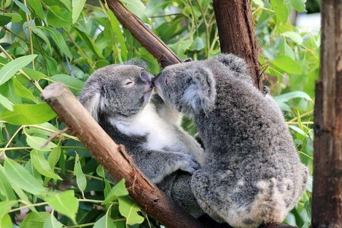 Classic Kuranda By Skyrail And Scenic Railway Including Rainforestation, Koala And Wildlife Park And Pamagirri Aboriginal Experi - Accommodation Gold Coast 3