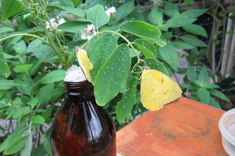 Australian Butterfly Sanctuary- Virtual Interactive Tour With Private Guide - Accommodation Gold Coast 0