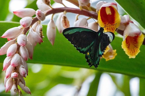 Australian Butterfly Sanctuary- Virtual Interactive Tour With Private Guide - Accommodation Gold Coast 2