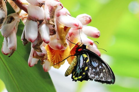 Australian Butterfly Sanctuary- Virtual Interactive Tour With Private Guide - Accommodation Gold Coast 5