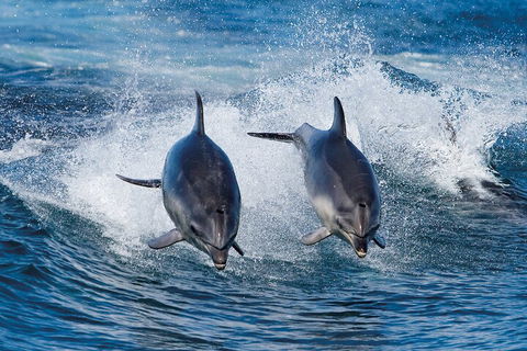 Full-Day Bruny Island Cruises Day Tour From Hobart - Accommodation Gold Coast 5