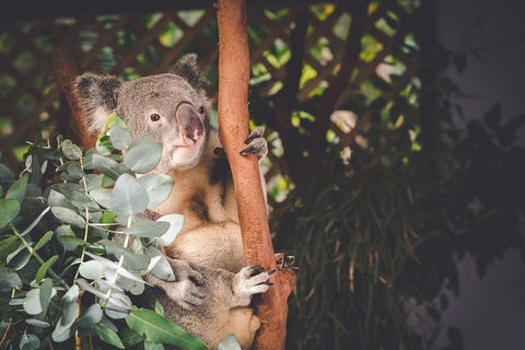 Small-Group Blue Mountains Day Trip From Sydney With Wildlife Park - Accommodation Gold Coast 2