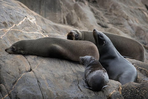Kangaroo Island Ocean Safari - Snorkeling Safari - Accommodation Gold Coast 0