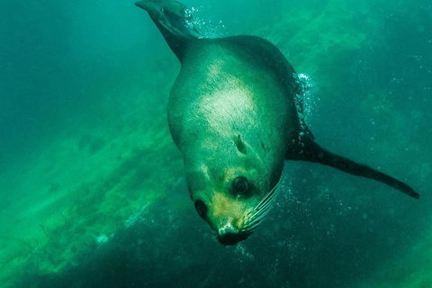 Kangaroo Island Ocean Safari - Snorkeling Safari - Accommodation Gold Coast 1