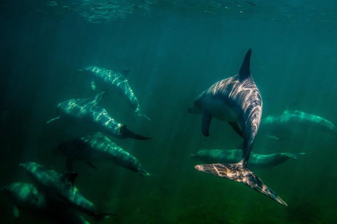 Kangaroo Island Ocean Safari - Snorkeling Safari - Accommodation Gold Coast 2