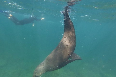Kangaroo Island Ocean Safari - Snorkeling Safari - Accommodation Gold Coast 3