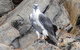 Kangaroo Island Ocean Safari - Snorkeling Safari - thumb 4