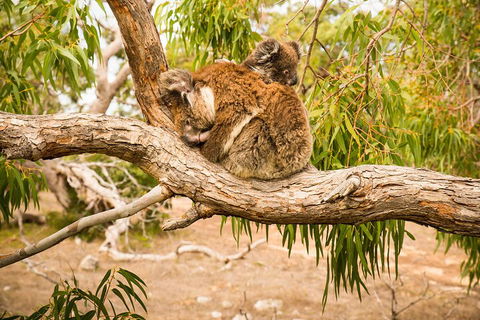 3 Day Port Lincoln And Coffin Bay Private Tour - Accommodation Gold Coast 5