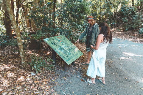 Springbrook AndTamborine Rainforest Tour Incl Natural Bridge And Glow Worm Cave - 1 Gold Coast 5