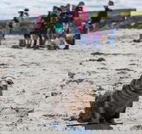 Kangaroo Island in a Day Tour from Adelaide - Accommodation Gold Coast