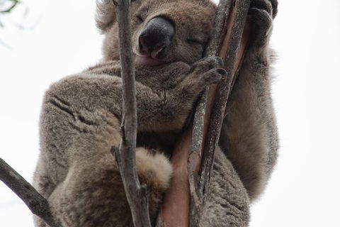 2-Day Kangaroo Island 4WD Small-Group Tour From Adelaide - Accommodation Gold Coast 0