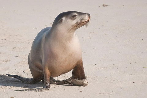 2-Day Kangaroo Island 4WD Small-Group Tour From Adelaide - Accommodation Gold Coast 4