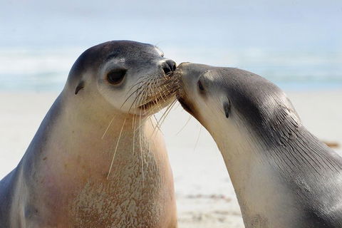 2 Day Ultimate Kangaroo Island With Return Ferry - Accommodation Gold Coast 2