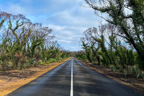 2 Day Ultimate Kangaroo Island With Return Ferry - Accommodation Gold Coast 4