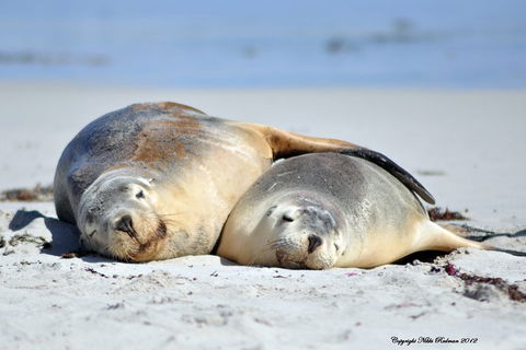 NEW TOUR - Kangaroo Island Road To Recovery Tour (1 Day/1 Night) - Accommodation Gold Coast 1