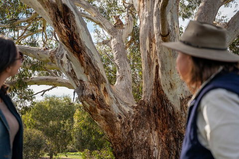 Full Day Flinders Chase Tour From Kangaroo Island - Accommodation Gold Coast 5