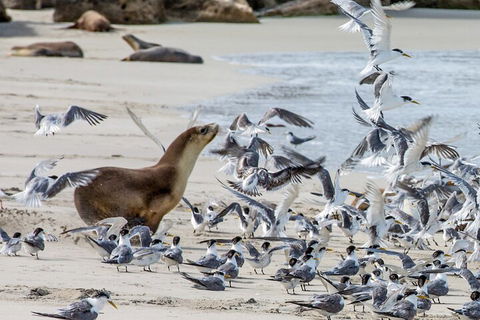 Full-Day Kangaroo Island Experience Departing From Kangaroo Island - Accommodation Gold Coast 1