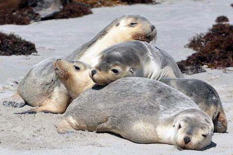 Small-Group Kangaroo Island 4WD Tour From Adelaide - Accommodation Gold Coast 1