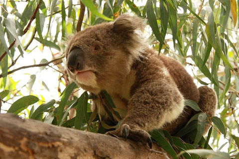 Private Tour: Great Ocean Road From Melbourne - Accommodation Gold Coast 1