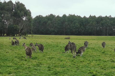 Private Tour: Great Ocean Road From Melbourne - Accommodation Gold Coast 4