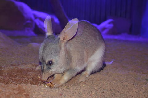 Kuranda Wildlife Experience Three Attraction Pass - Accommodation Gold Coast 0