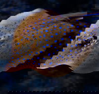 Cairns Aquarium Tour by Twilight with Drink and Appetiser - Accommodation Gold Coast