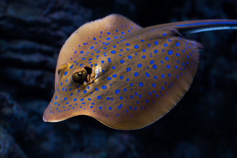 Cairns Aquarium Tour By Twilight With Drink And Appetiser - Accommodation Gold Coast 0