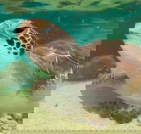Cairns Aquarium Marine Life Encounter Ticket with 2-Course Lunch - Accommodation Gold Coast