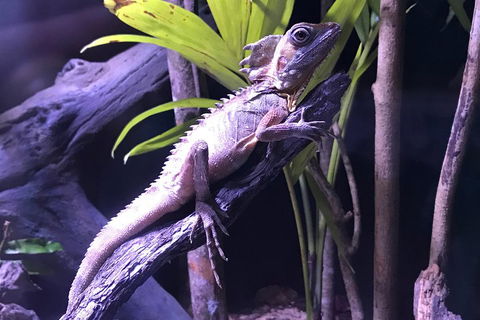 Cairns Aquarium Admission Ticket - Accommodation Gold Coast 0