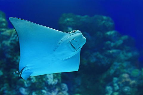 Cairns Aquarium Admission Ticket - Accommodation Gold Coast 2