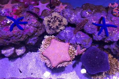 Cairns Aquarium Family Ticket - Accommodation Gold Coast 1